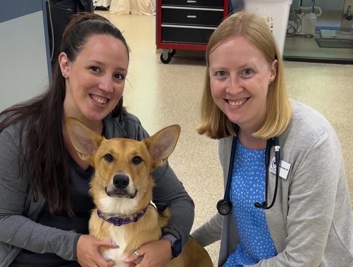Pet Dental Care