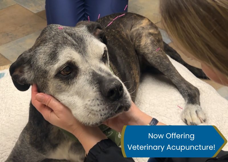 Carousel Slide 1: Gloversville veterinary acupuncture